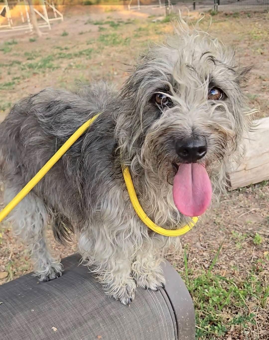 Enlarge Beeker, an adoptable mixed breed in Albuquerque, NM image 1/4