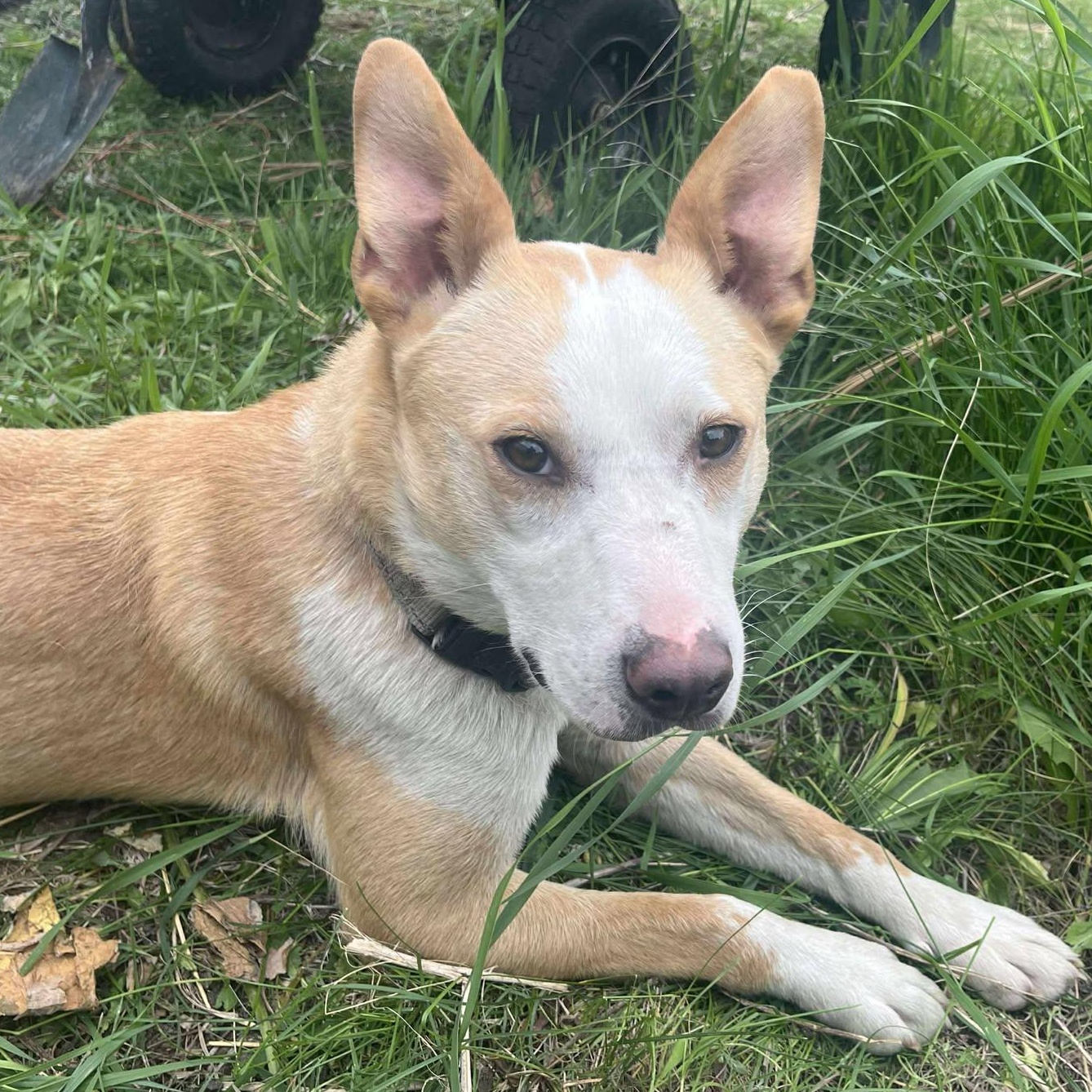 Vivian, a Adoptable mixed breed in Sioux Falls, SD image 1/6