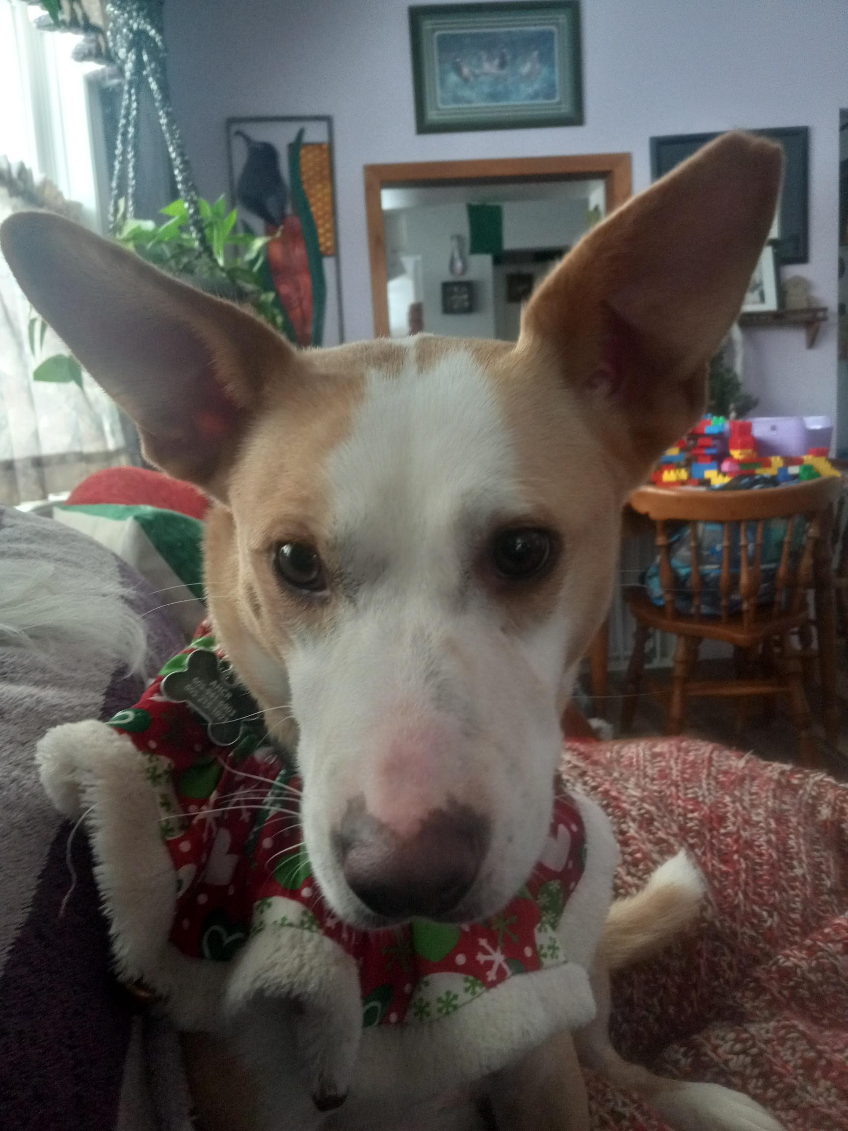Vivian, a Adoptable mixed breed in Sioux Falls, SD image 2/6