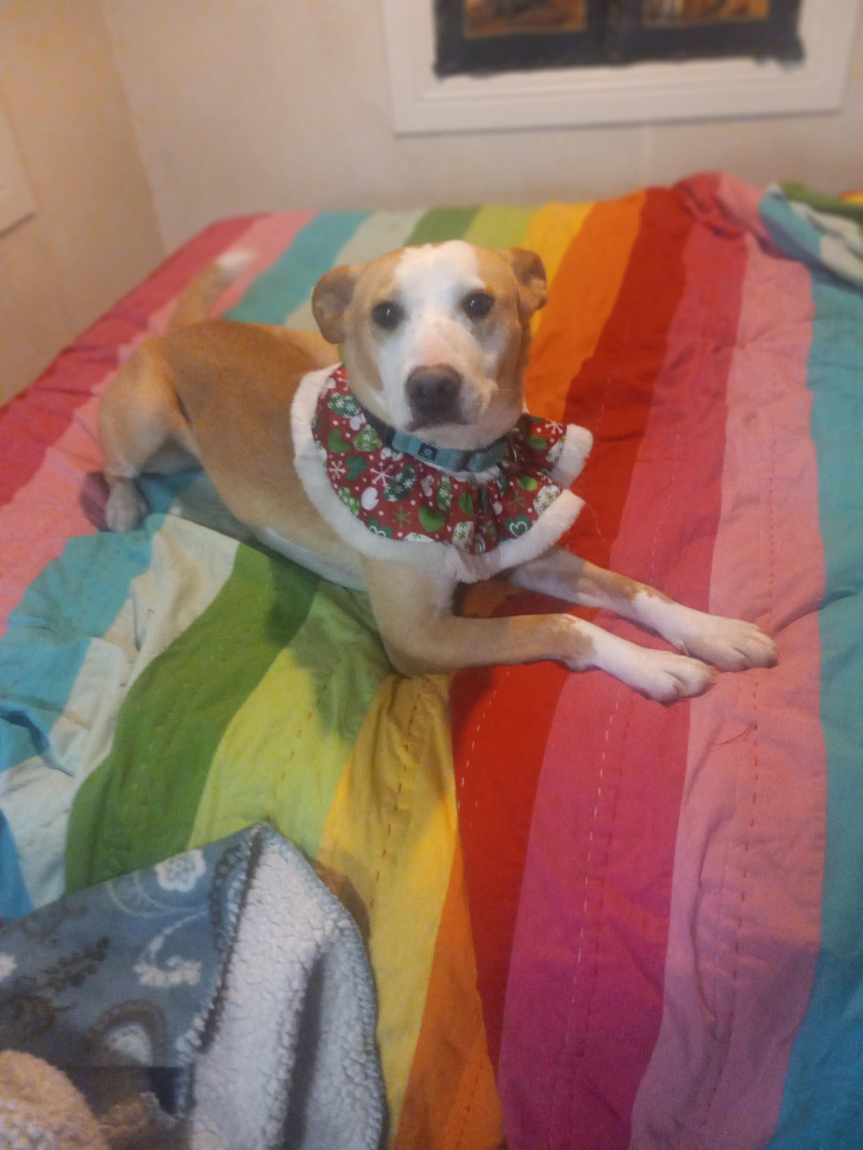 Vivian, a Adoptable mixed breed in Sioux Falls, SD image 3/6
