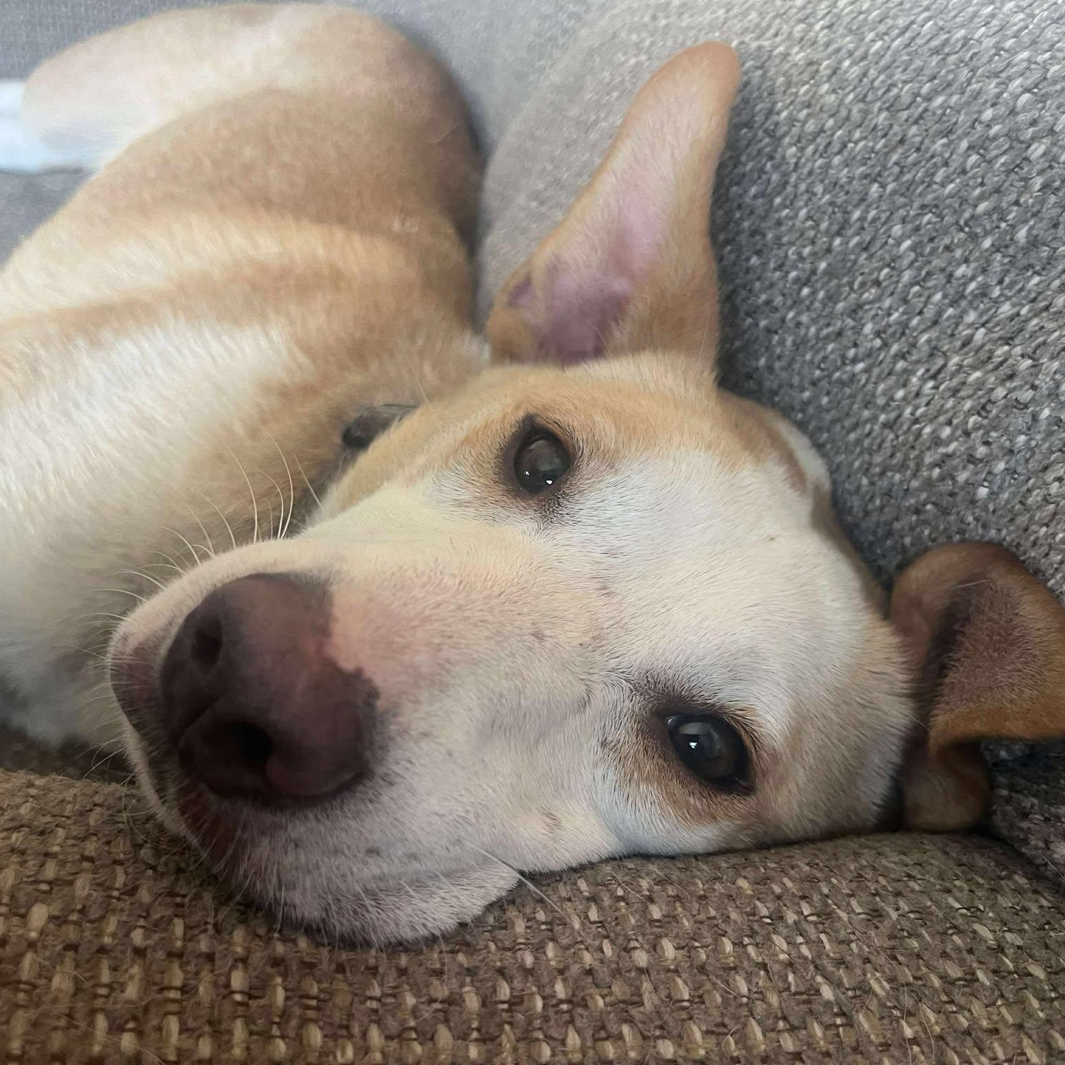 Vivian, a Adoptable mixed breed in Sioux Falls, SD image 4/6