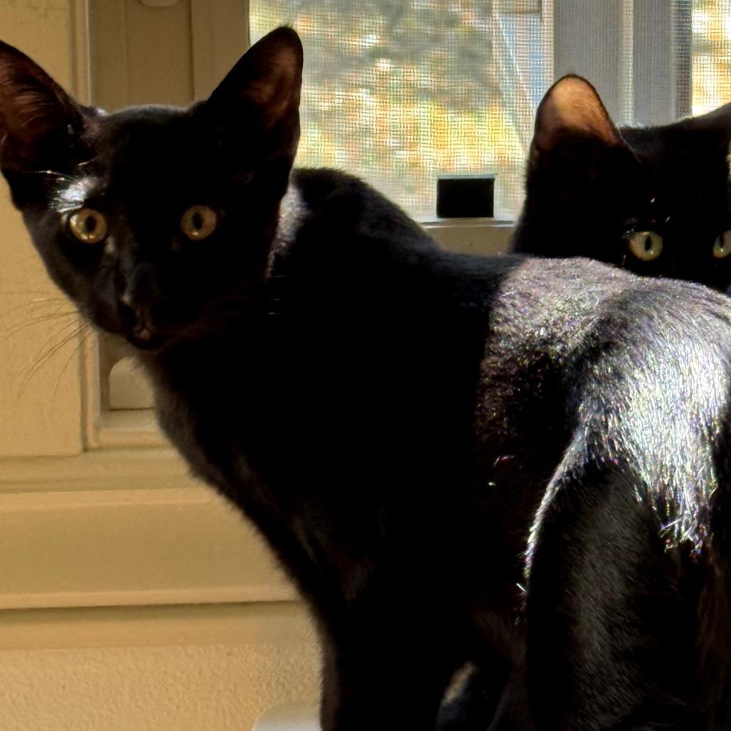 Cobalt (Coby), Adoptable, Young Male Domestic Short Hair.