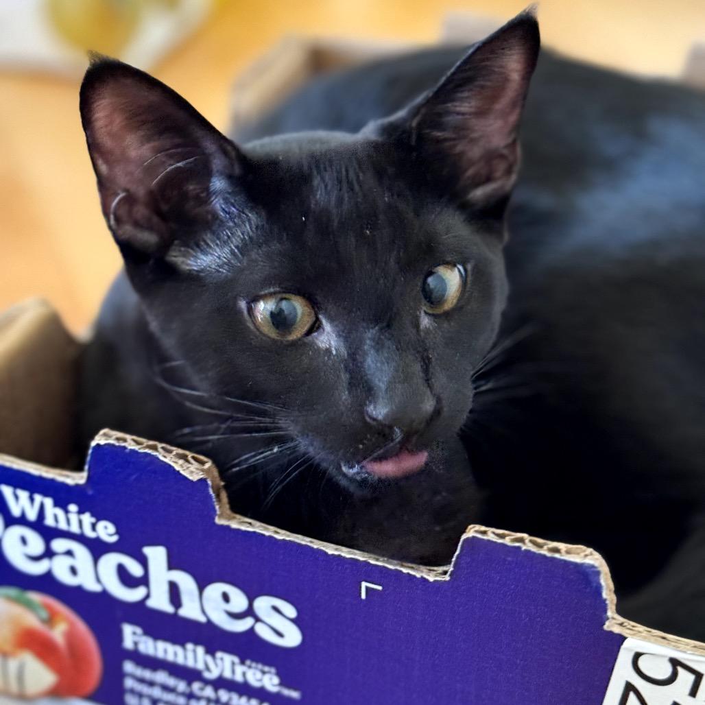 Enlarge Cobalt (Coby), a Adoptable Domestic Short Hair in Morgan Hill, CA image 4/6