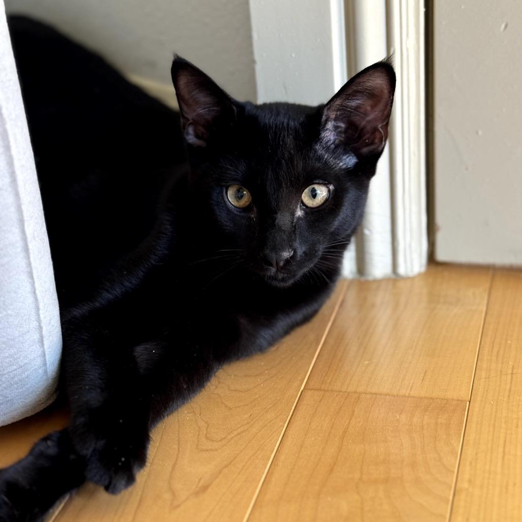 Enlarge Cobalt (Coby), a Adoptable Domestic Short Hair in Morgan Hill, CA image 6/6