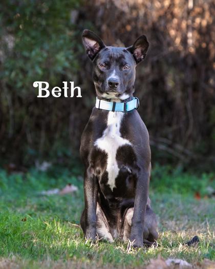 Beth, a Adoptable mixed breed in Savannah, GA image 1/3