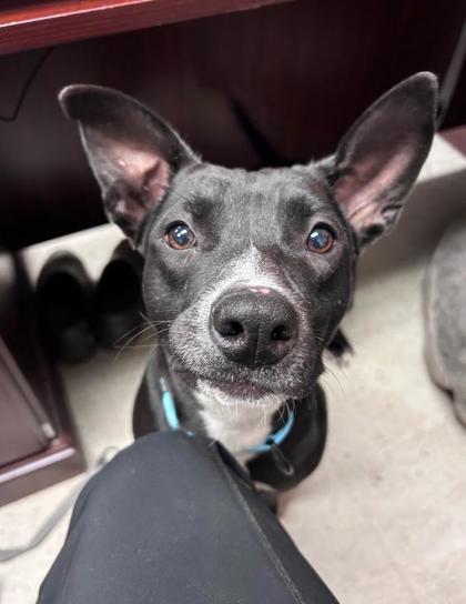 Beth, a Adoptable mixed breed in Savannah, GA image 2/3