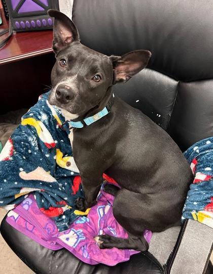 Beth, a Adoptable mixed breed in Savannah, GA image 3/3