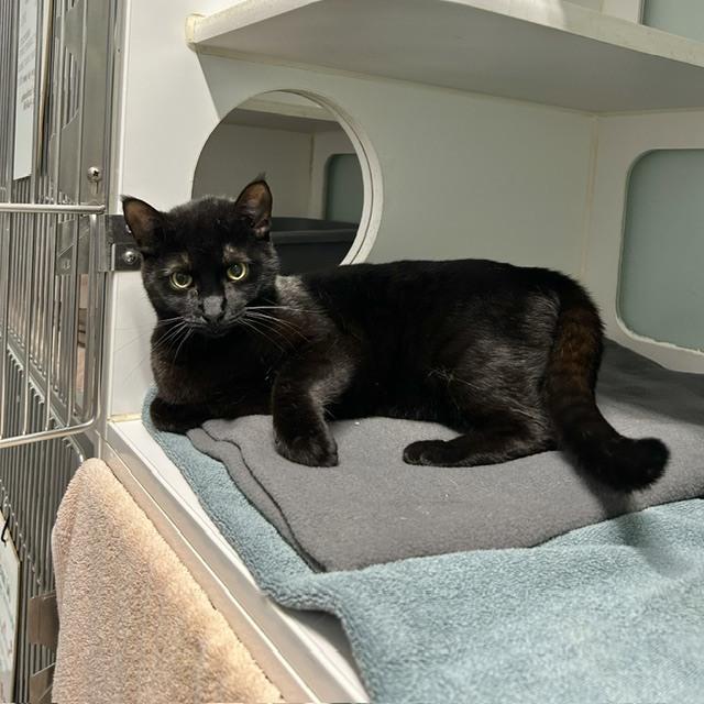 Julian July, Adoptable, Adult Male Domestic Short Hair.
