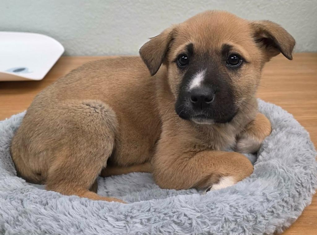 Enlarge Odessa, a Adoptable mixed breed in California City, CA image 1/1