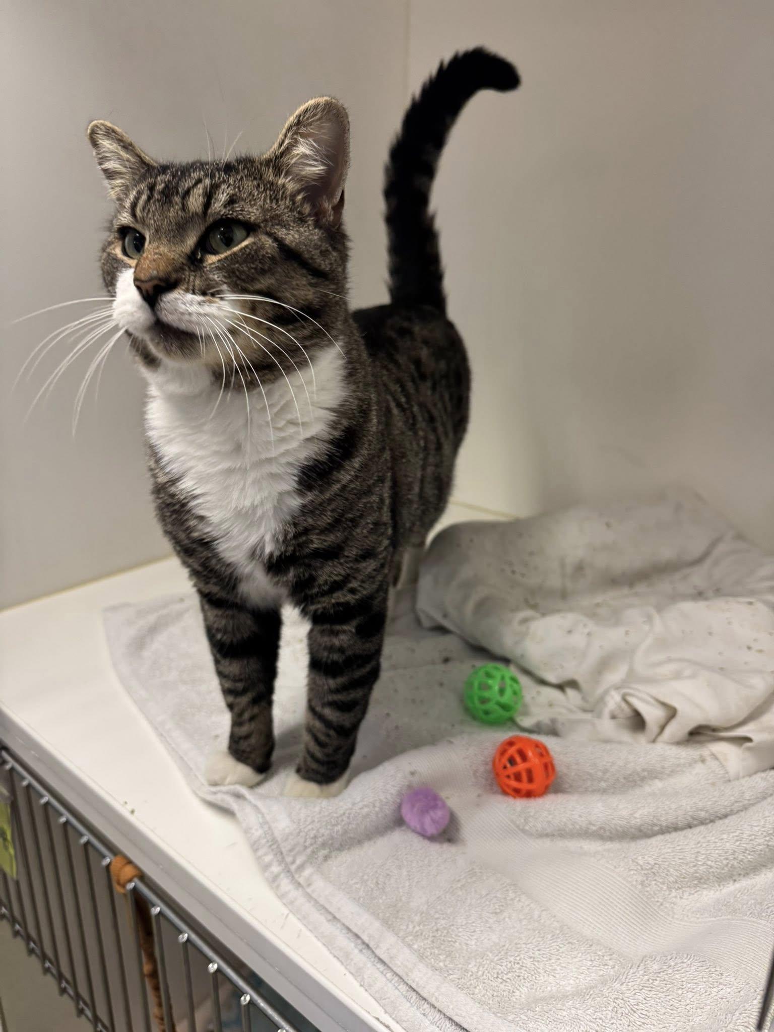 Enlarge Lincoln, an adopted Domestic Short Hair in Bloomfield, NJ image 1/3