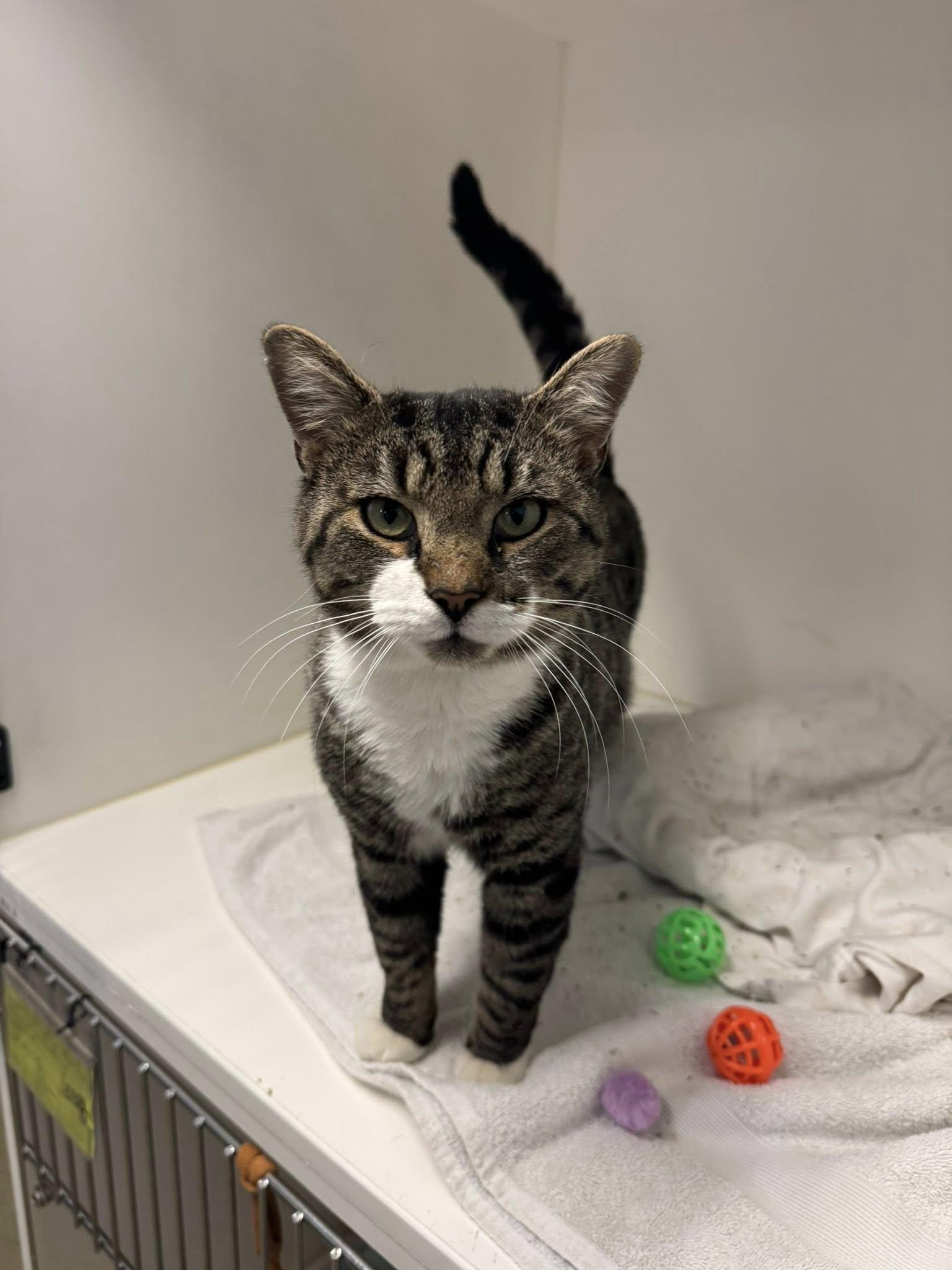 Enlarge Lincoln, an adopted Domestic Short Hair in Bloomfield, NJ image 2/3