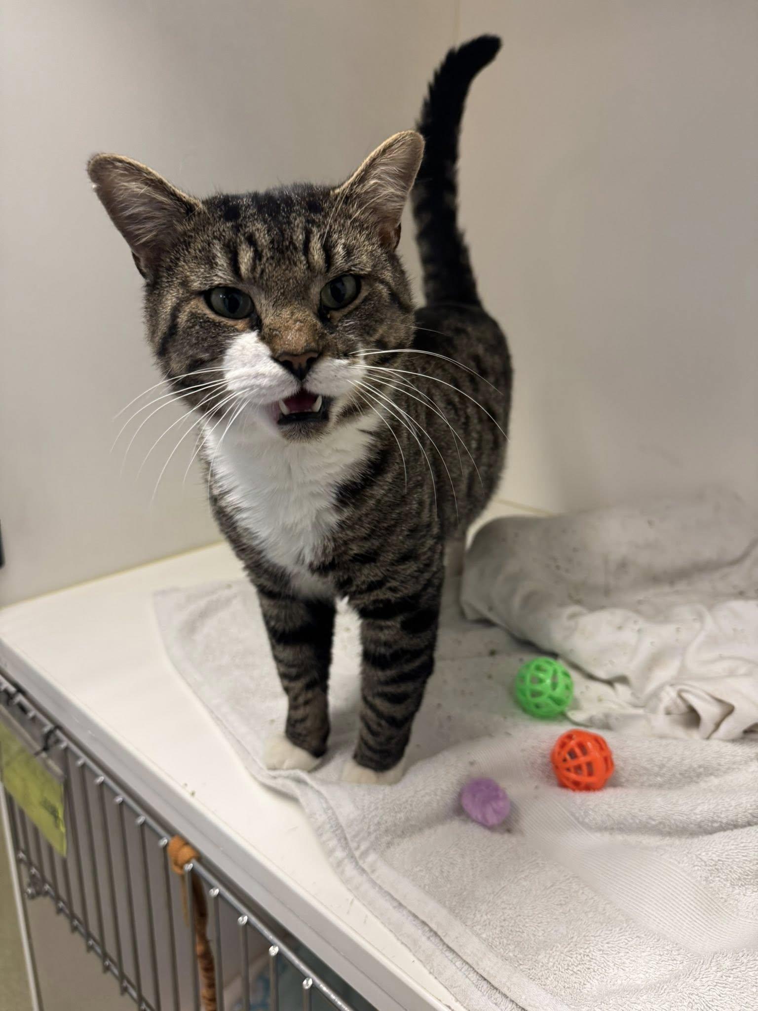 Enlarge Lincoln, an adopted Domestic Short Hair in Bloomfield, NJ image 3/3