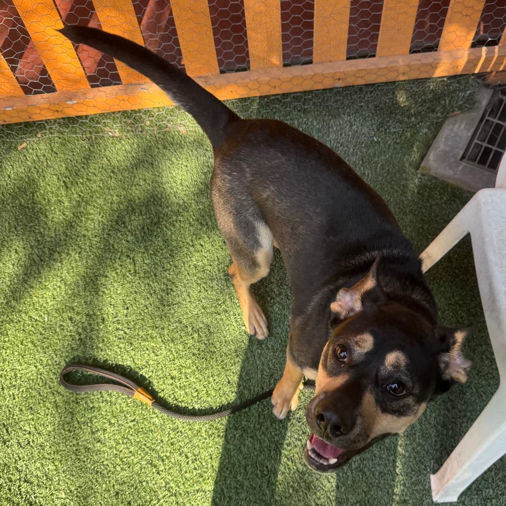 Beatrice A2196494, a Adoptable Shepherd in Mission Hills, CA image 2/4