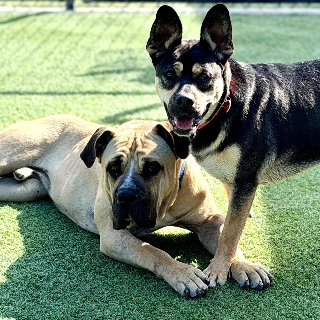 Enlarge Beatrice A2196494, a Adoptable Shepherd in Mission Hills, CA image 3/6