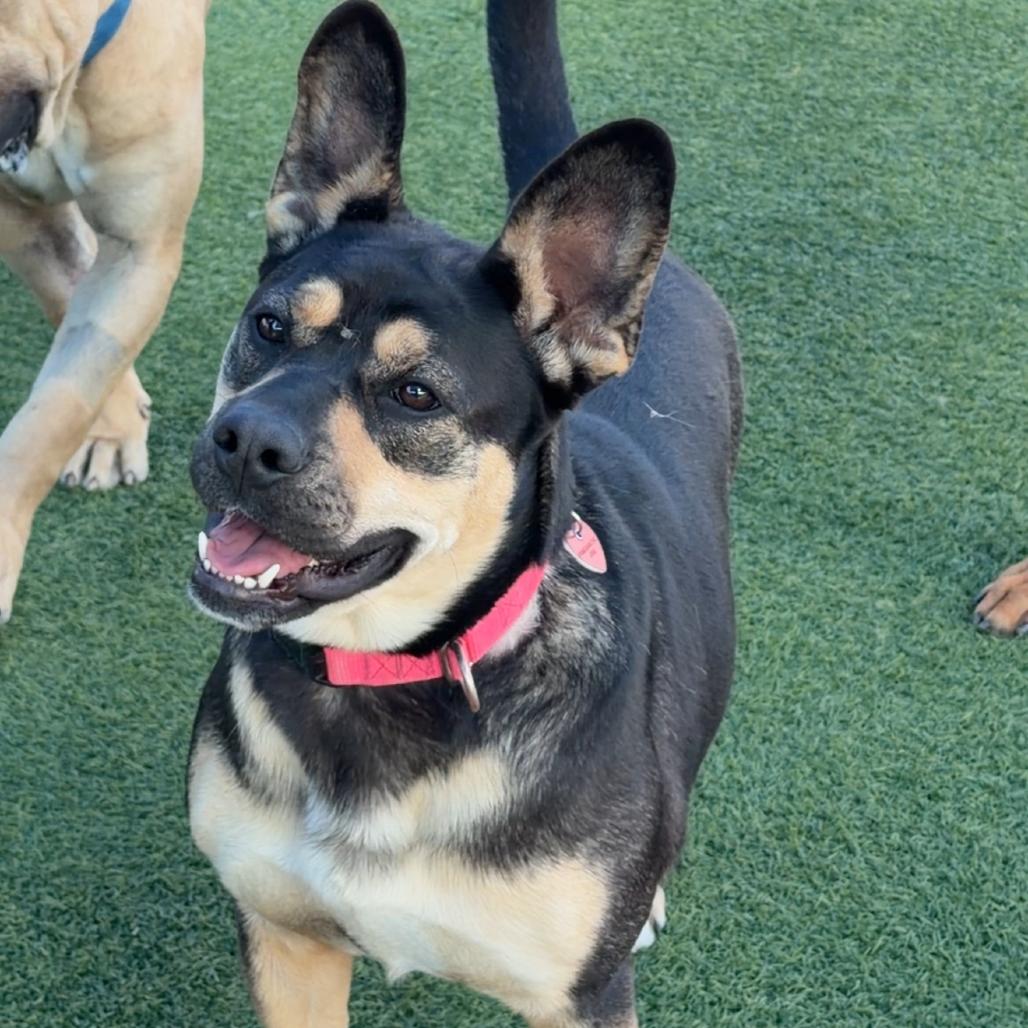 Enlarge Beatrice A2196494, a Adoptable Shepherd in Mission Hills, CA image 4/6