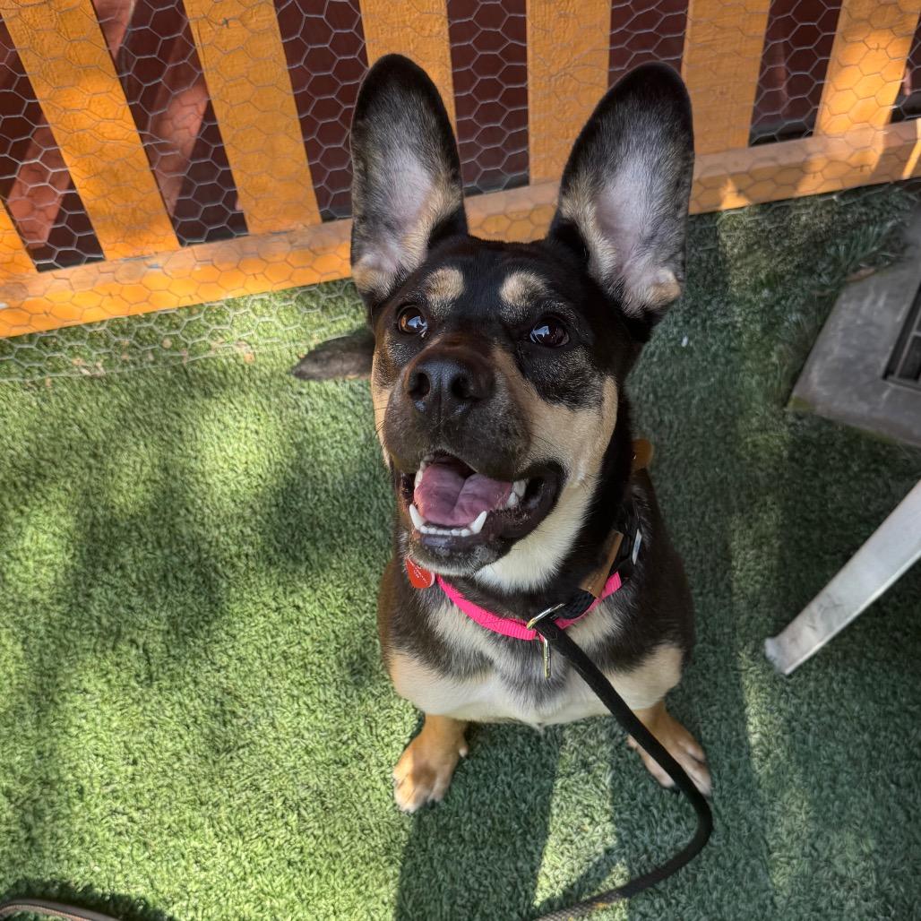 Beatrice A2196494, a Adoptable Shepherd in Mission Hills, CA image 3/4