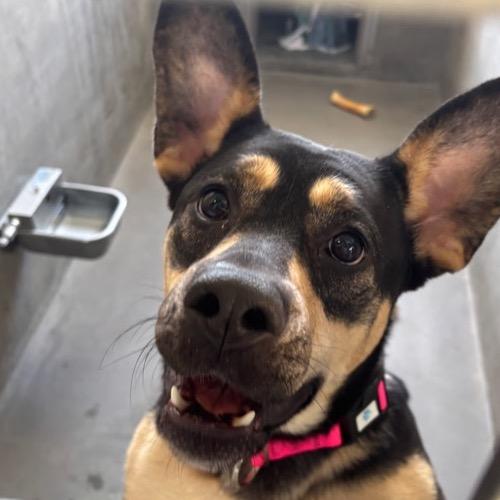 Beatrice A2196494, a Adoptable Shepherd in Mission Hills, CA image 4/4