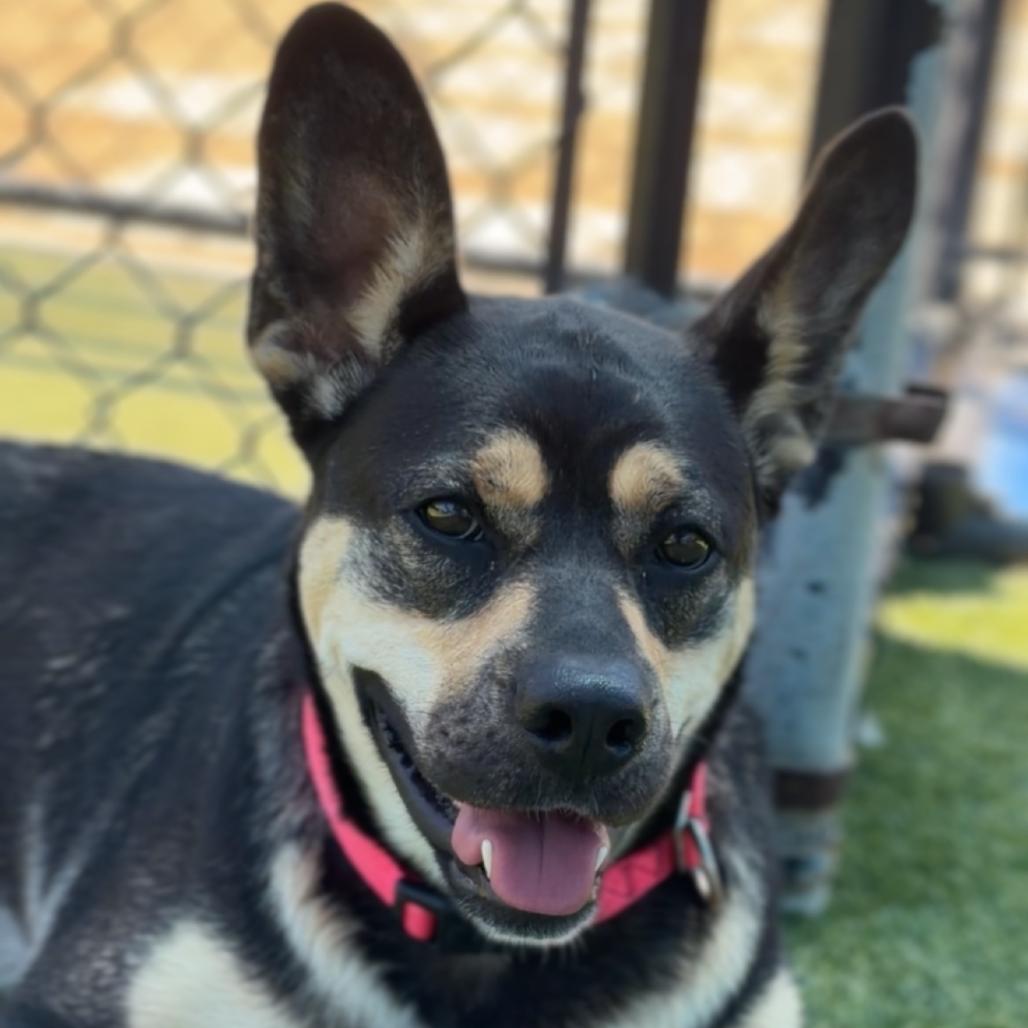 Enlarge Beatrice A2196494, a Adoptable Shepherd in Mission Hills, CA image 6/6