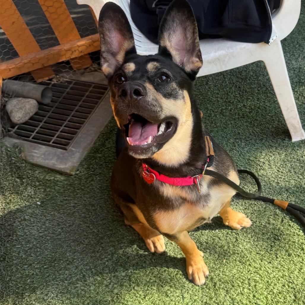 Enlarge Beatrice A2196494, a Adoptable Shepherd in Mission Hills, CA image 4/4