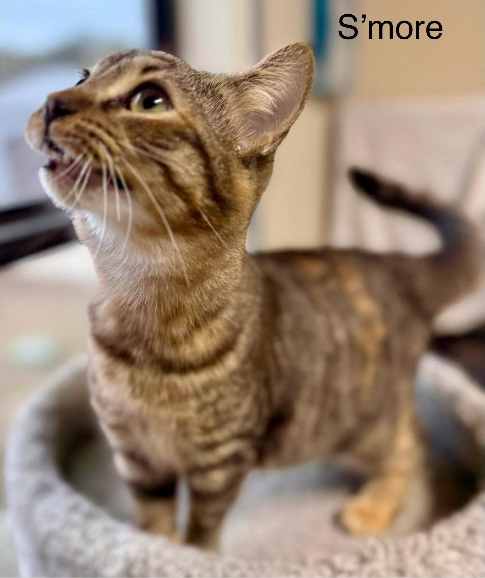 S’more , adopted, Young Female Tabby.