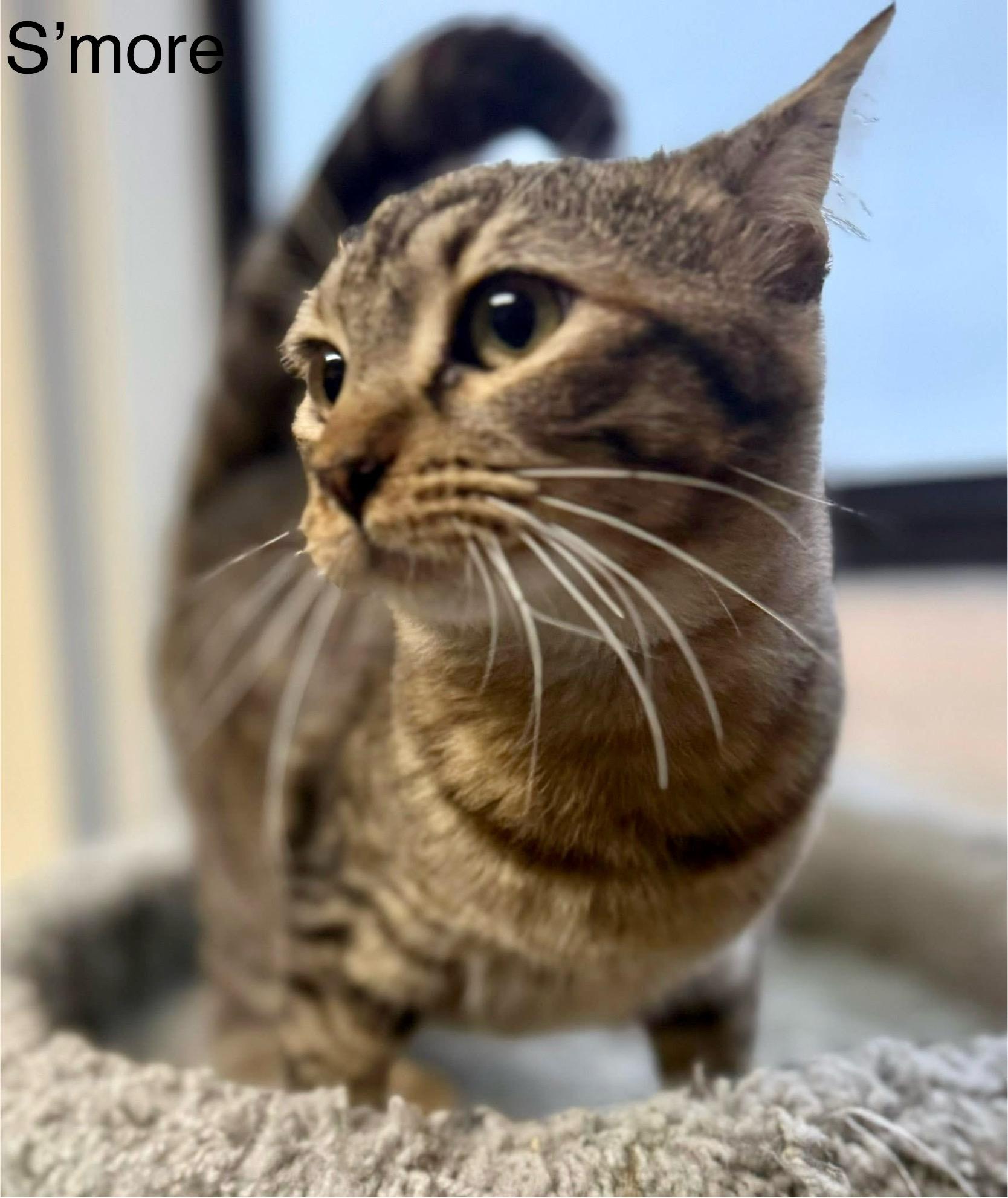 Enlarge S’more , an adopted Tabby in Jackson, GA image 2/2