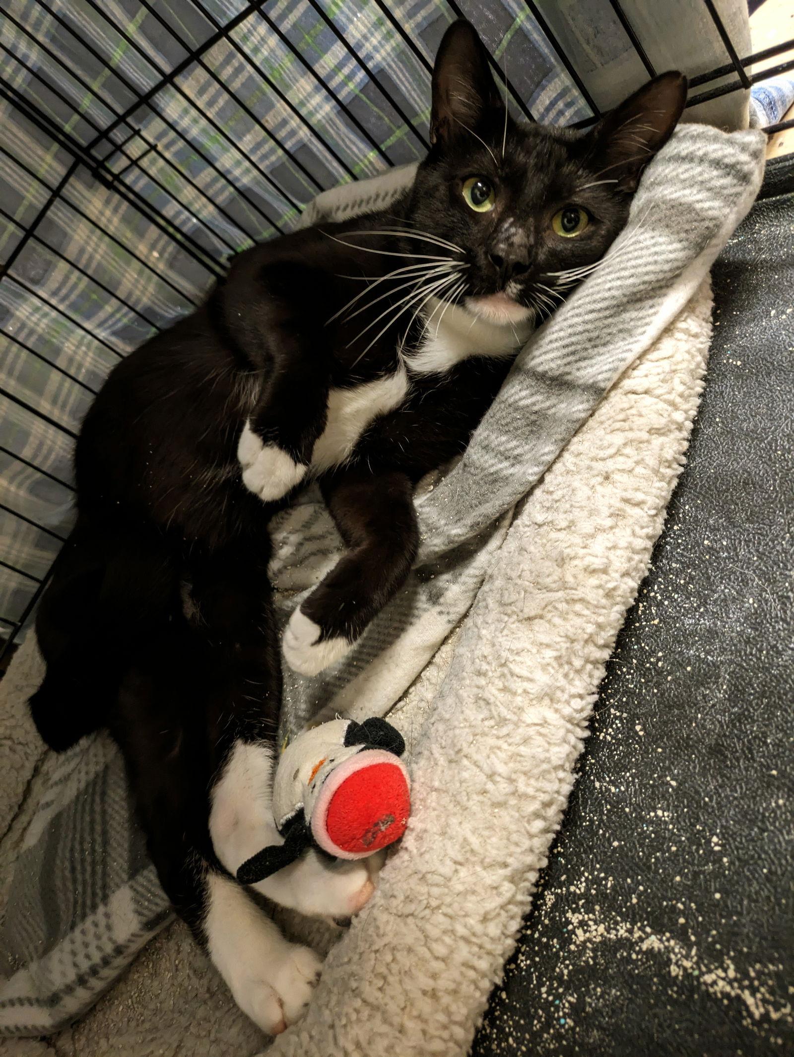 Cassidy, Adoptable, Adult Male Domestic Short Hair.