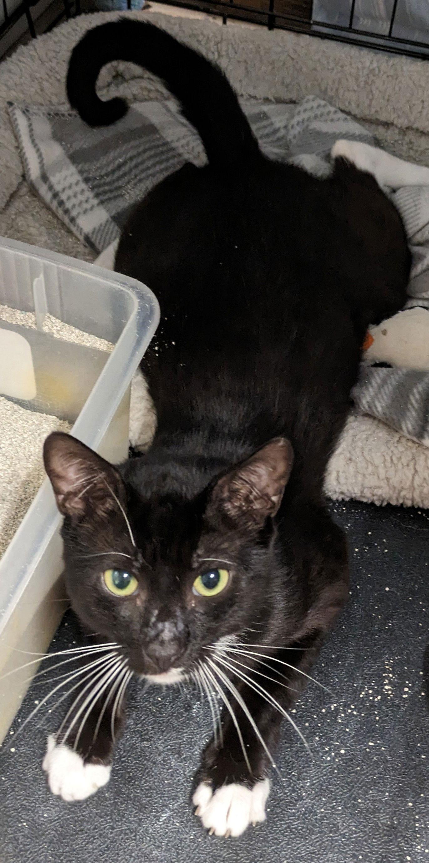 Cassidy, a Adoptable Domestic Short Hair in Tampa, FL image 1/6