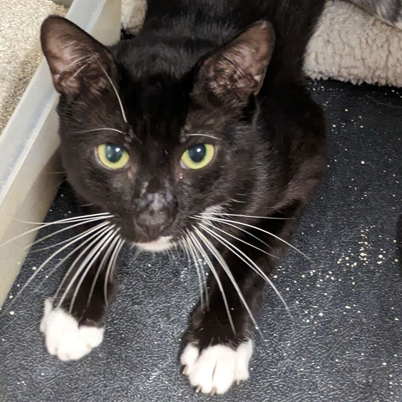 Cassidy, Adoptable, Adult Male Domestic Short Hair.