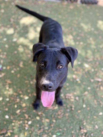 Hope, a Adoptable mixed breed in Picayune, MS image 2/3