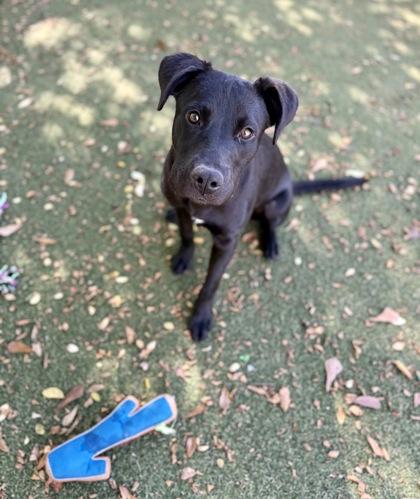 Hope, a Adoptable mixed breed in Picayune, MS image 3/3