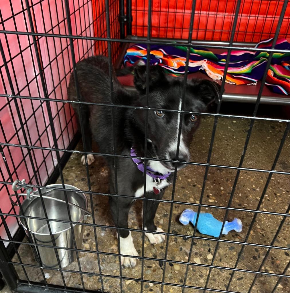 Apple Blossom, Adoptable, Puppy Female Border Collie & Husky.