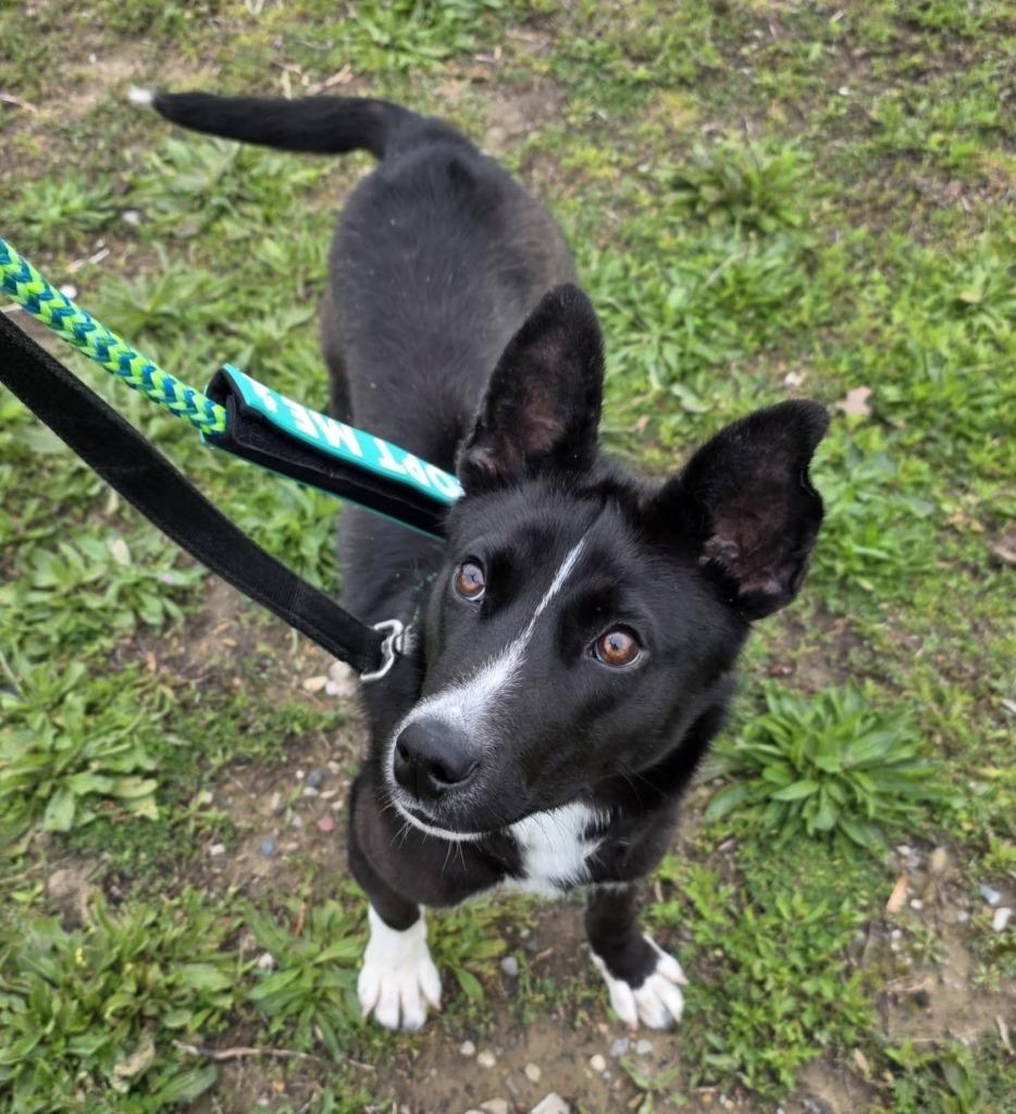 Enlarge Apple Blossom, a Adoptable mixed breed in Warren, MI image 2/6