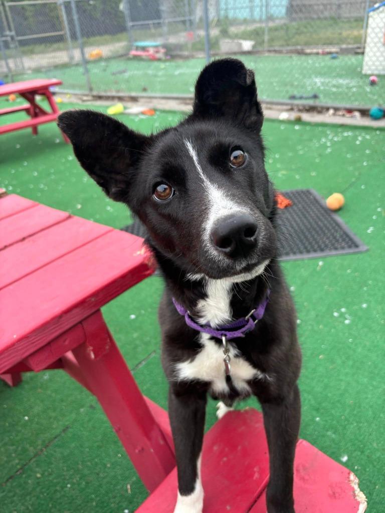 Enlarge Apple Blossom, a Adoptable mixed breed in Warren, MI image 3/6