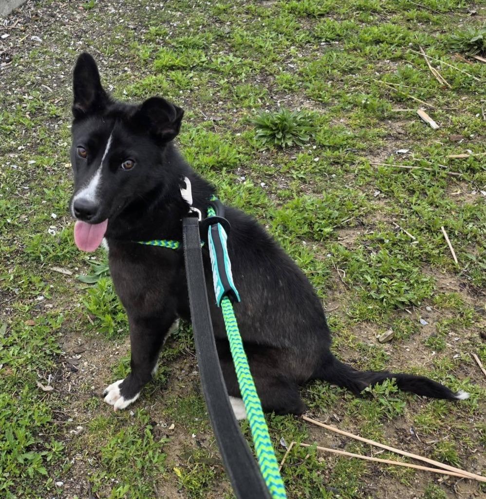 Enlarge Apple Blossom, a Adoptable mixed breed in Warren, MI image 4/6