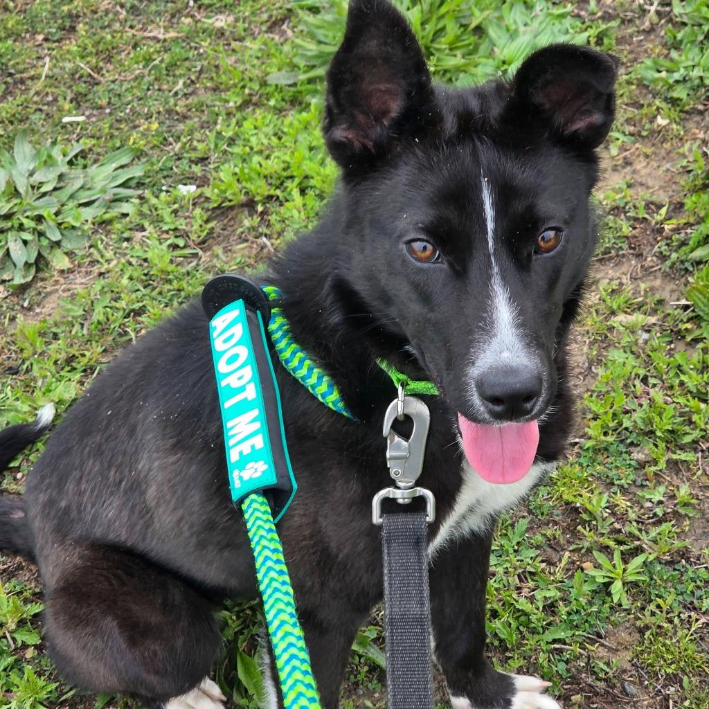 Enlarge Apple Blossom, a Adoptable mixed breed in Warren, MI image 5/6