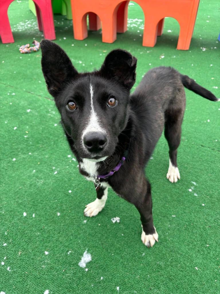 Enlarge Apple Blossom, a Adoptable mixed breed in Warren, MI image 6/6