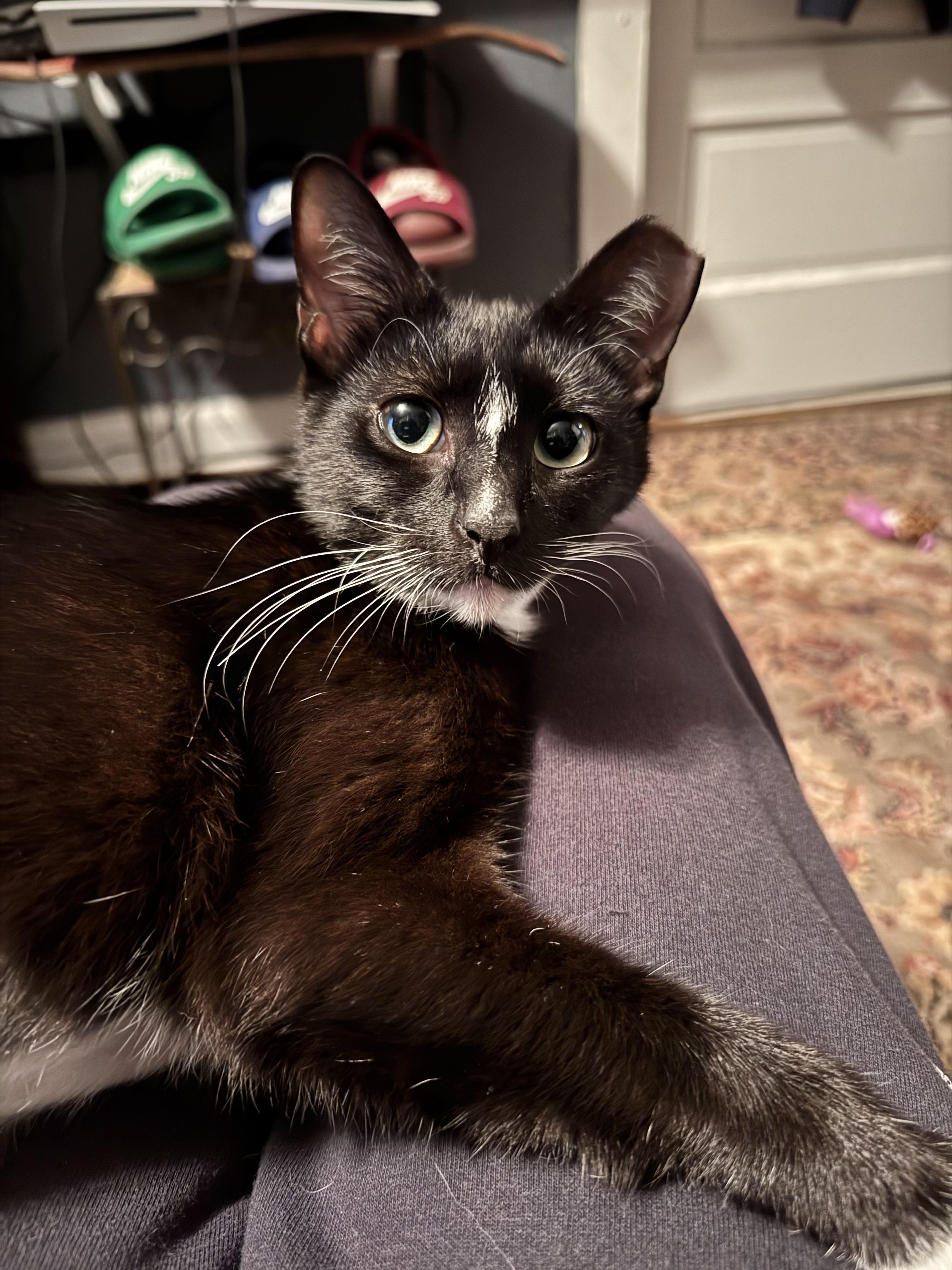 Maggie (loves to be in your lap)