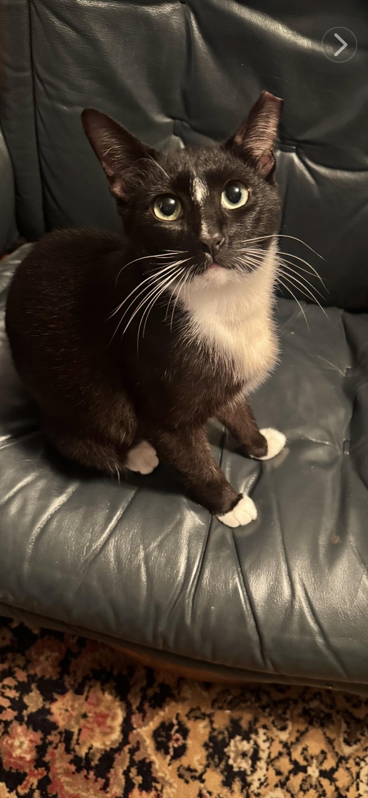 Maggie (loves to be in your lap) 2
