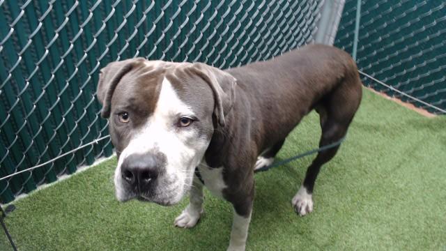 BENNY, Adoptable, Young Male Pit Bull Terrier.