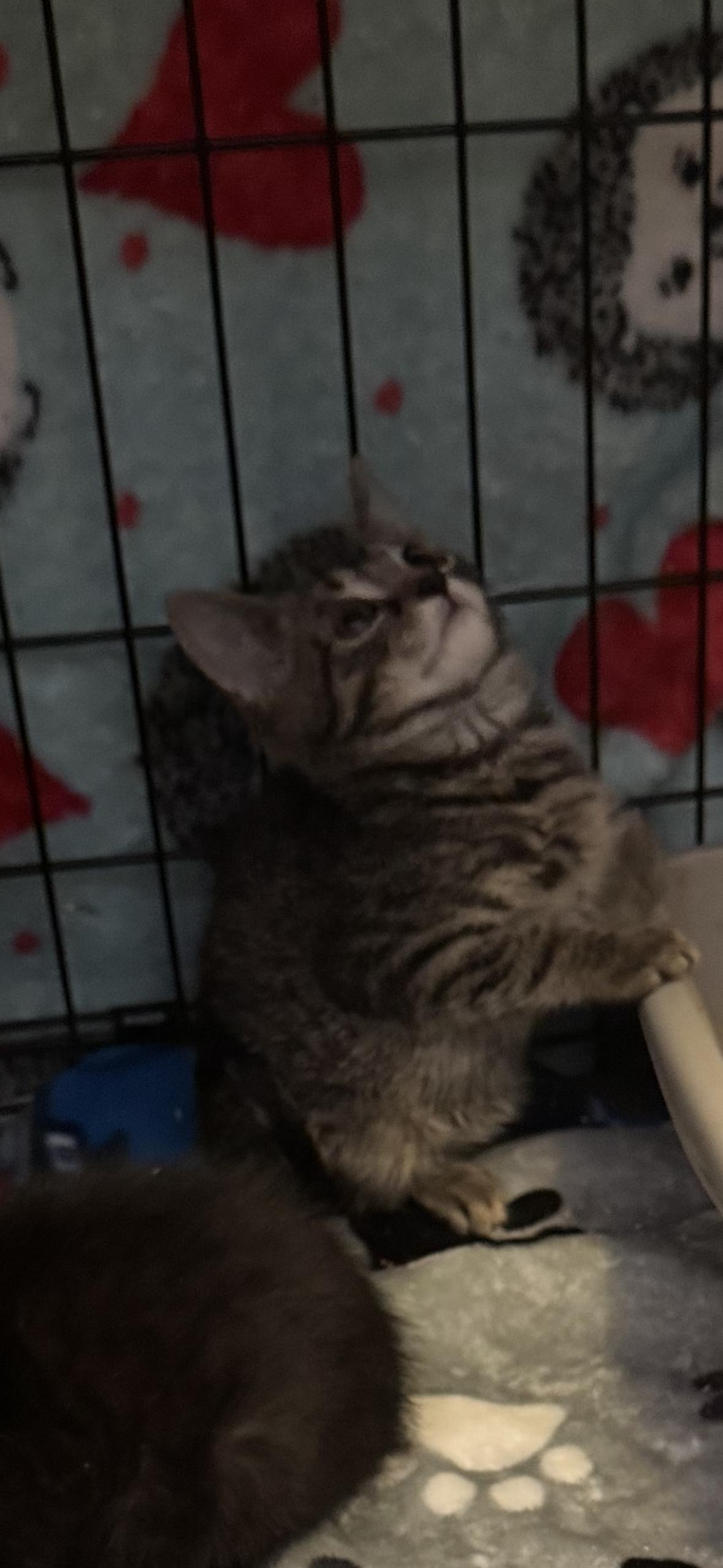 Enlarge Gatsby, a Adoptable Domestic Short Hair in Cuyahoga Falls, OH image 1/3