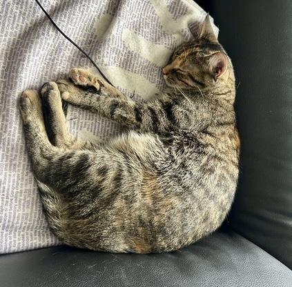 Patches, adoptable, Young Female Domestic Short Hair.