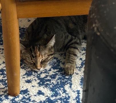 Enlarge Patches, an adoptable Domestic Short Hair in Washington Grove, MD image 4/6