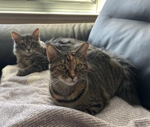 Enlarge Patches, an adoptable Domestic Short Hair in Washington Grove, MD image 2/6