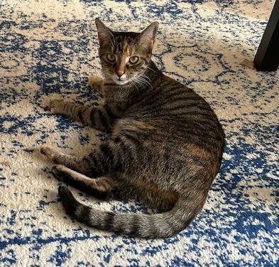 Enlarge Patches, an adoptable Domestic Short Hair in Washington Grove, MD image 3/6