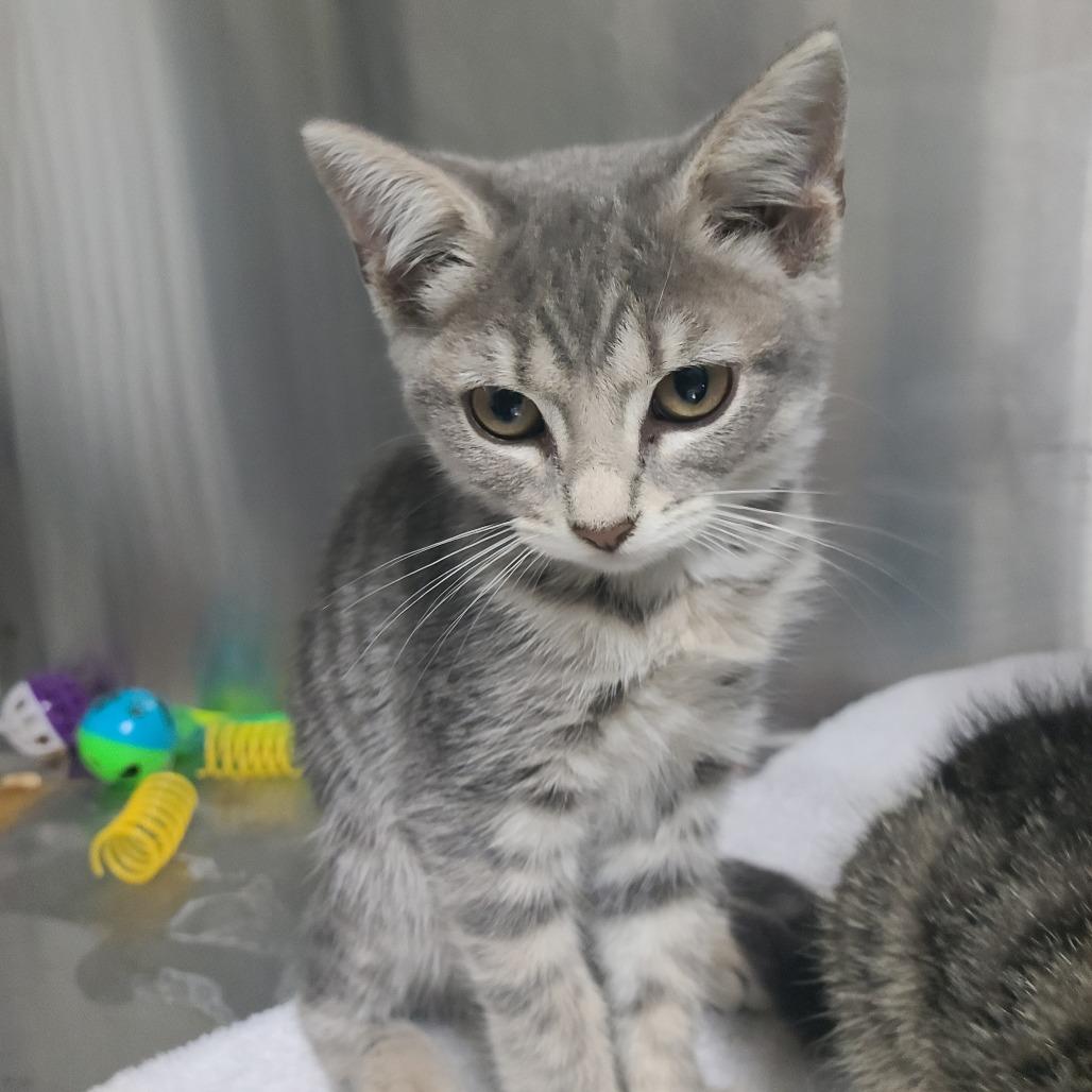 Enlarge Rugaru, a Adoptable Domestic Short Hair in Russellville, KY image 1/1
