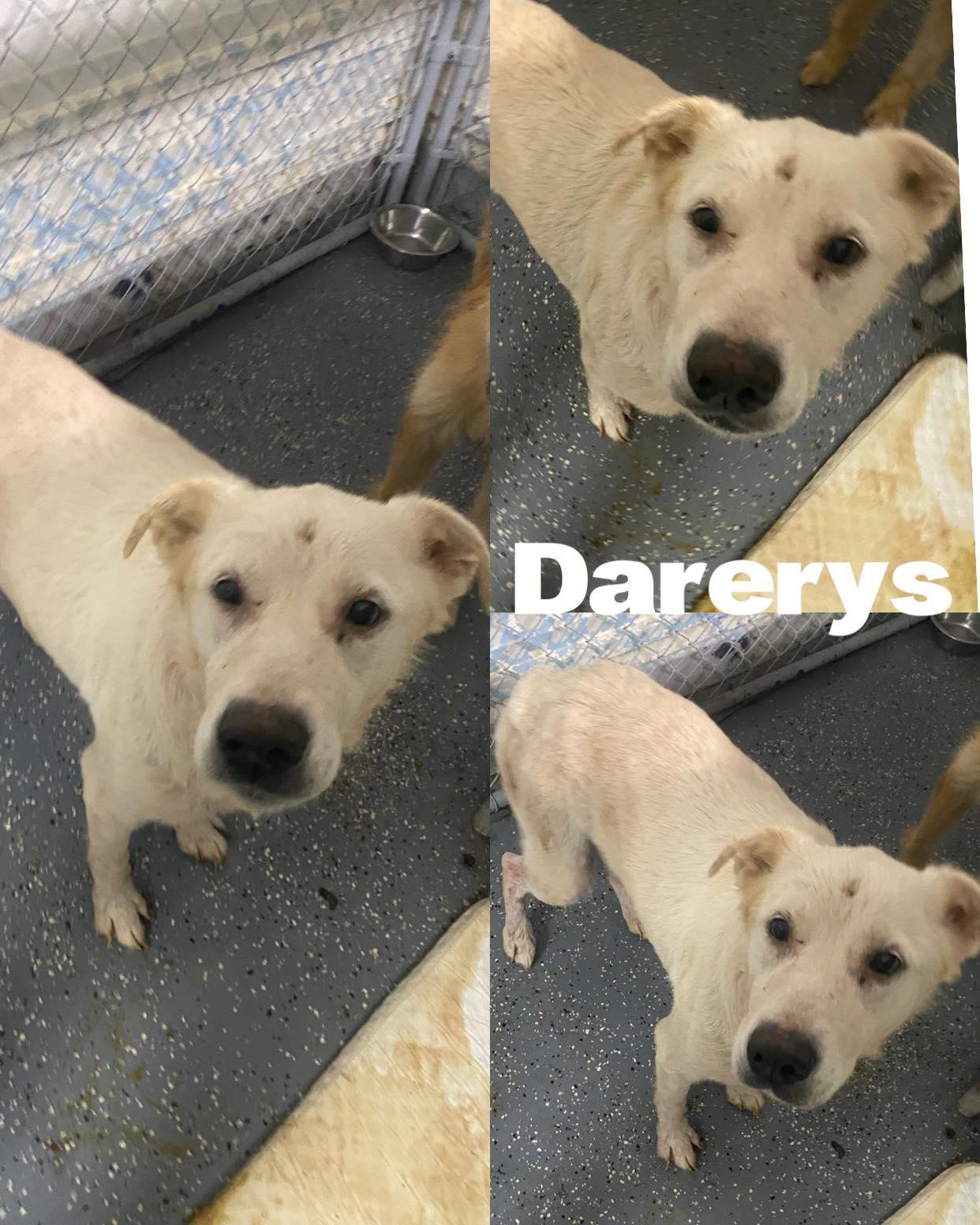 Darerys