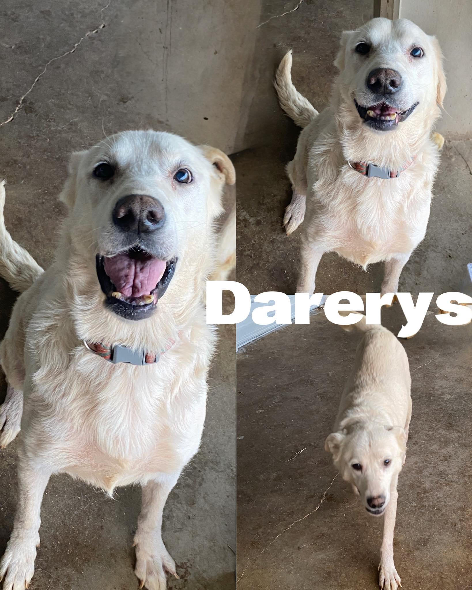 Darerys