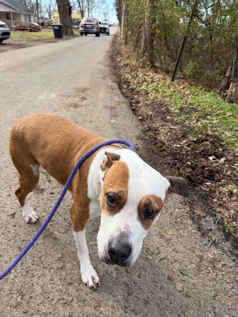 Panda, Adoptable, Senior Female Mixed Breed.