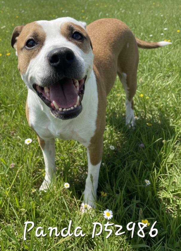 Enlarge Panda, a Adoptable Mixed Breed in Clarksville, TN image 2/2