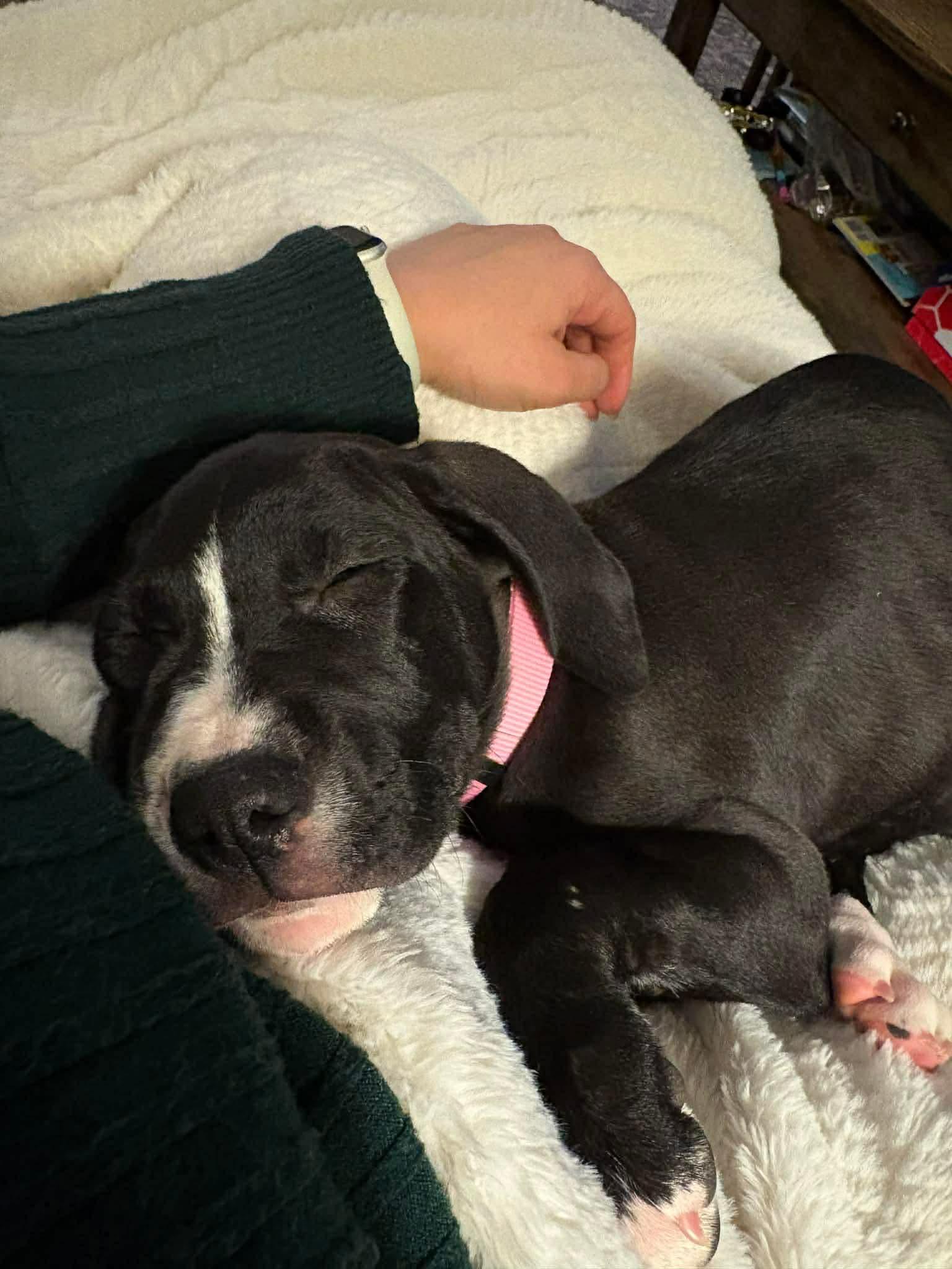 Enlarge Rosina, a Adoptable mixed breed in Duluth, MN image 1/3